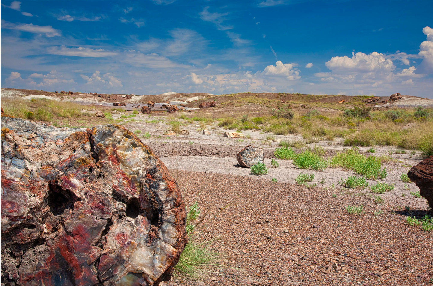 Petrified Log in the Desert | Petrified Forest National Park Arizona