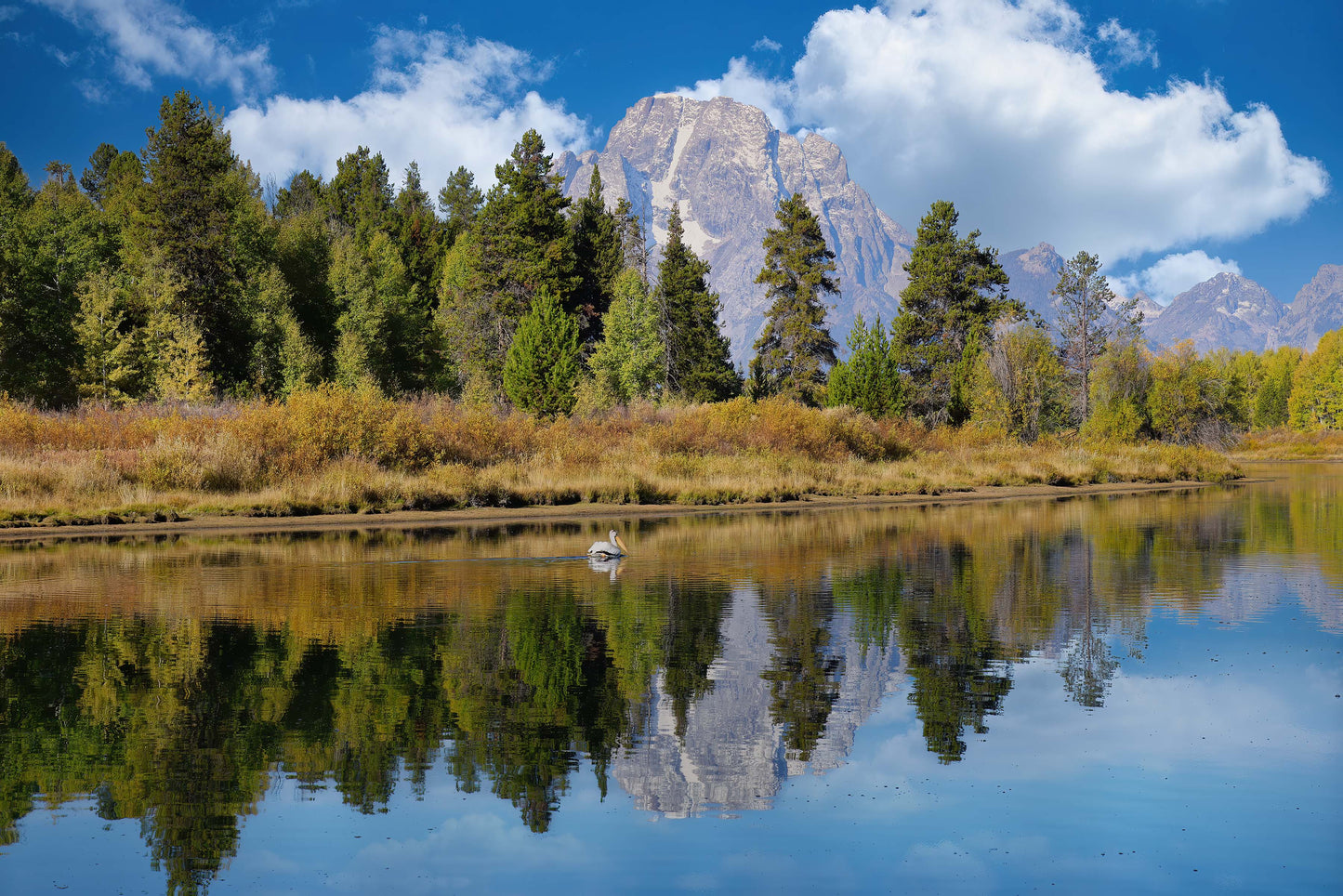 Pelican in the Water at Mount Moran -- Grand Teton National Park Landscape Photography Print