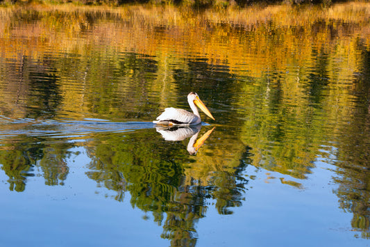 Pelican Swimming in the Water -- Grand Teton National Park Landscape Photography Print (Copy)