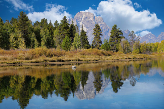 Pelican in the Water at Mount Moran -- Grand Teton National Park Landscape Photography Print